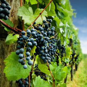 Wineries image