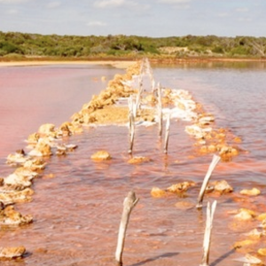 Coorong image