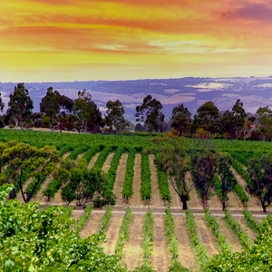 Organic Wine Trail image