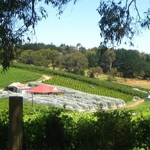 Stirling & Mt Lofty image