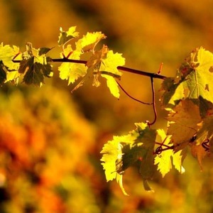 McLaren Vale image