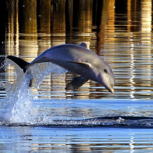 Dolphin Trail image