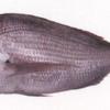Snapper For Easter? image