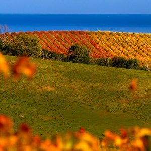 Wineries image